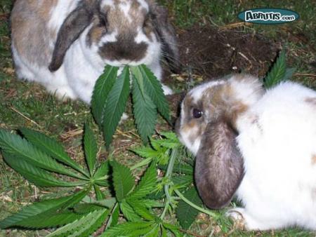 CANA LAPIN